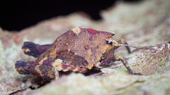 Hyperyboella orphania