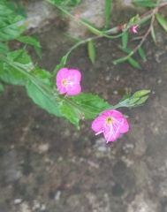 Oenothera rosea