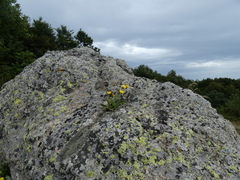 Hieracium amplexicaule