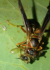 Polistes fuscatus