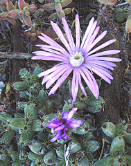 Trichodiadema marlothii