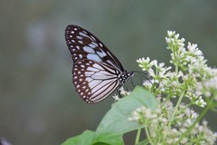 Ideopsis juventa