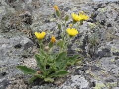 Hieracium amplexicaule