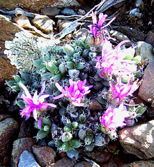 Trichodiadema marlothii