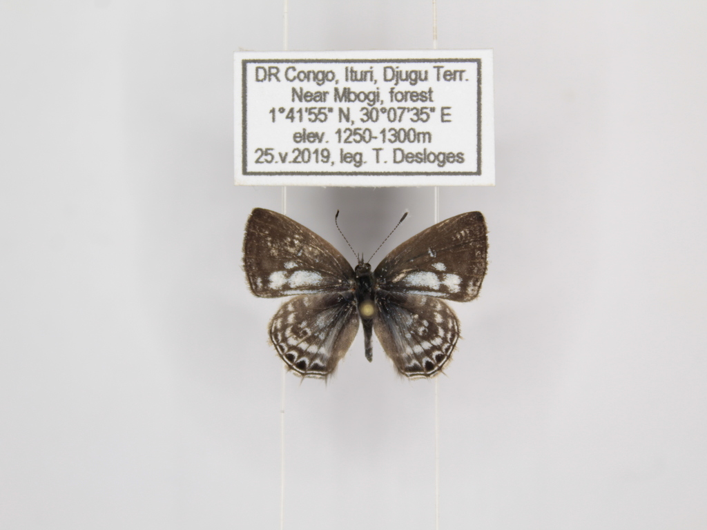 Triclema lamias