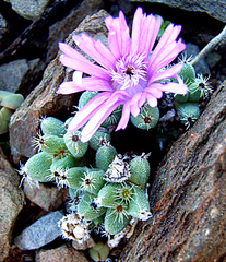 Trichodiadema marlothii