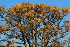 Vanguerieae