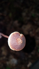 Macrocystidia