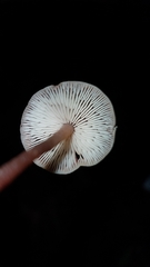 Macrocystidia
