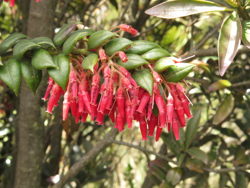 Themistoclesia epiphytica, 2025-01-23