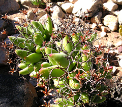 Tylecodon reticulatus