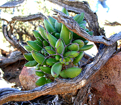 Tylecodon reticulatus