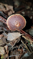 Macrocystidia