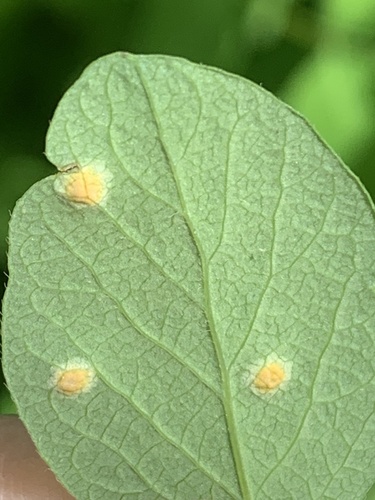 Puccinia crandallii observed 2025-04-23