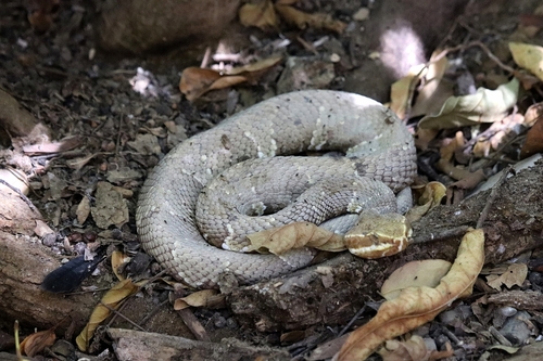 Cantil, Agkistrodon bilineatus