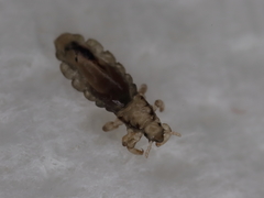 Pediculus humanus