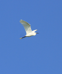 Egretta garzetta