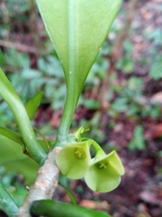 Euphorbia thouarsiana image