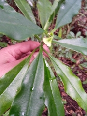 Euphorbia thouarsiana image