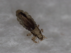 Pediculus humanus