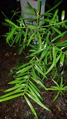 Podocarpus matudae jaliscanus
