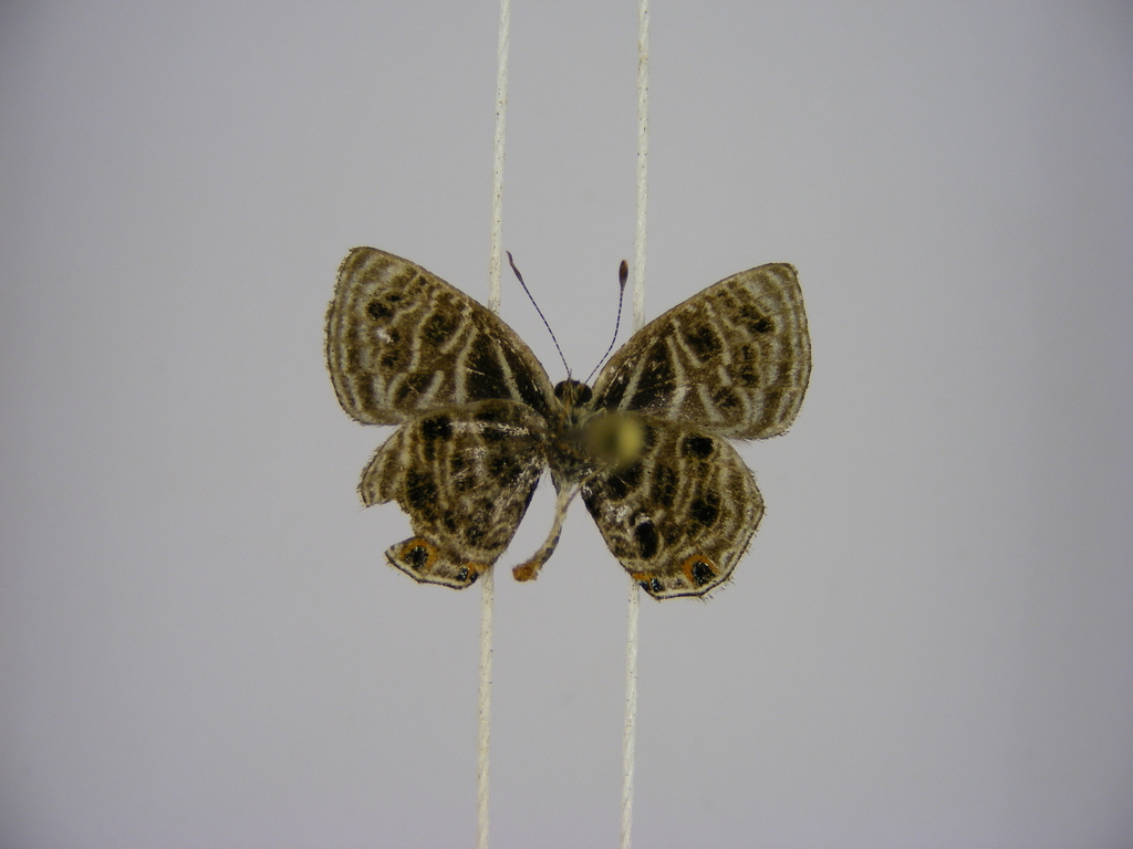Triclema phoenicis