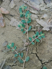 Euphorbia chamaesyce