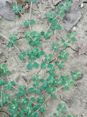 Euphorbia chamaesyce