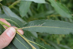 Phyllocnistis saligna