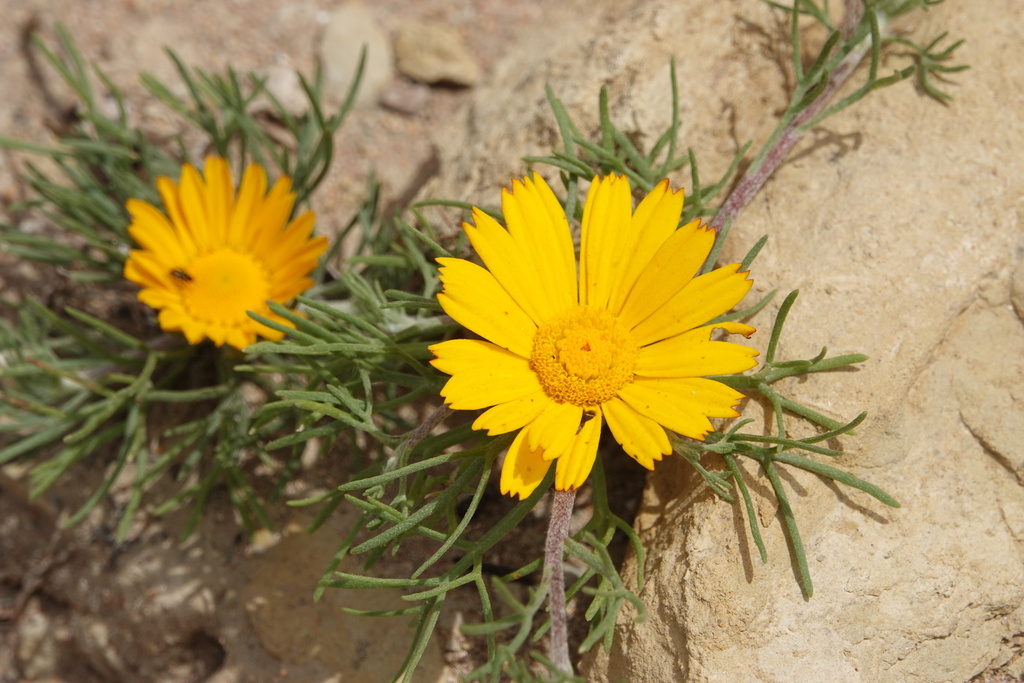 Palm Springs Daisy