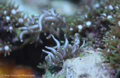 Phyllodesmium briareum