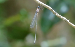 Synlestes tropicus