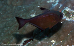 Pempheris vanicolensis