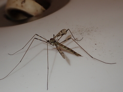 Austrolimnophila argus