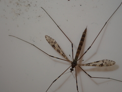 Austrolimnophila argus