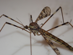 Austrolimnophila argus