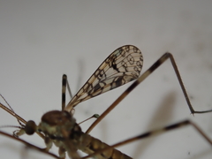 Austrolimnophila argus