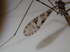 Austrolimnophila argus