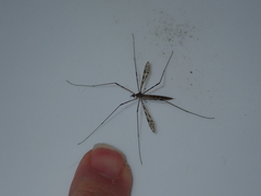 Austrolimnophila argus