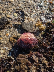 Nectocarcinus integrifrons