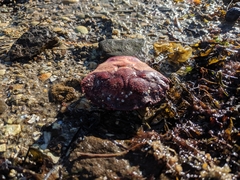 Nectocarcinus integrifrons