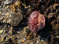 Nectocarcinus integrifrons
