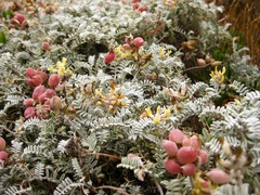 Astragalus miguelensis