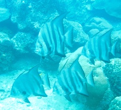 Atlantic Spadefish