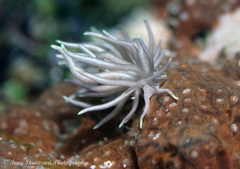 Phyllodesmium briareum