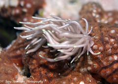 Phyllodesmium briareum