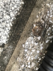 Hemigrapsus sanguineus