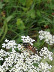 Dolichovespula norwegica