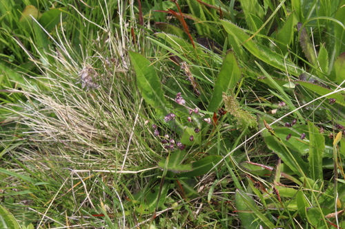 Image of Briza Marcowiczii (Briza marcowiczii) by (c) Dmitriy Bochkov, some rights reserved (CC BY)