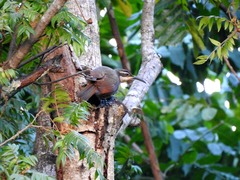 Ptiloris paradiseus